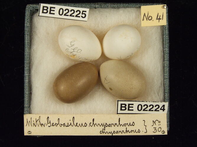 Four bird eggs with specimen labels in box.