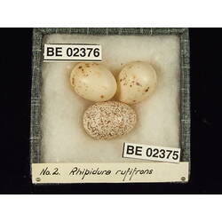 <em>Rhipidura rufifrons rufifrons</em>