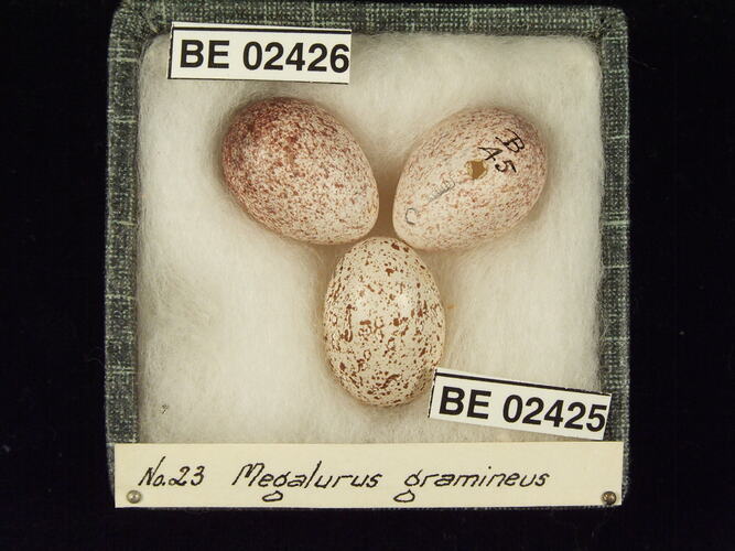 Three bird eggs with specimen labels in box.