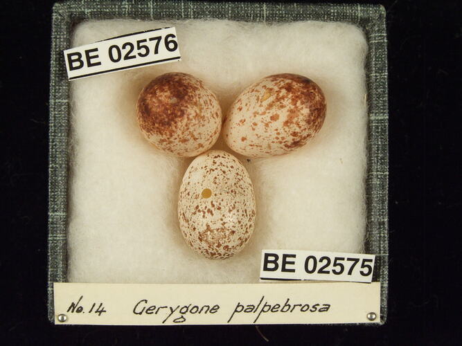 Three bird eggs with specimen labels in box.