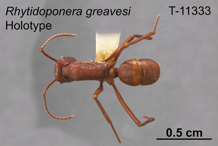 Ant specimen, dorsal view.