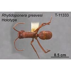 Ant specimen, dorsal view.