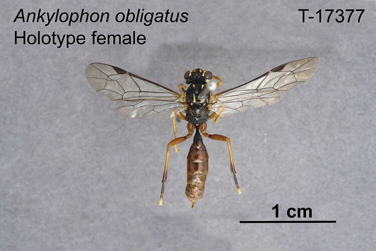 Ichneumon wasp specimen, female, dorsal view.
