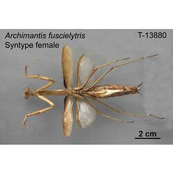 Praying mantis specimen, female, ventral view.