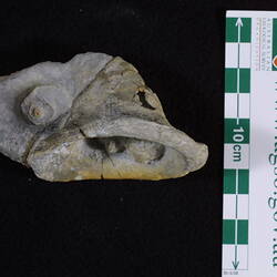 <em>Tremanotus pritchardi</em>, fossil gastropod.  Registration no. P 42081.