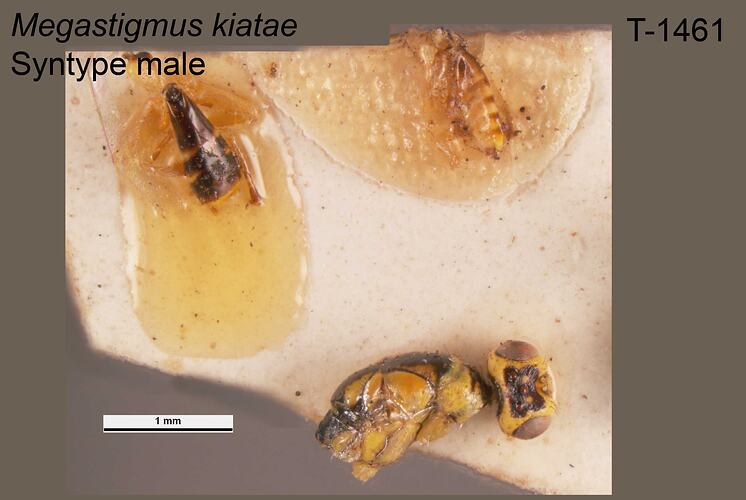 Wasp specimen, male, dorsal view.