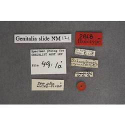 Entomology type specimen labels.