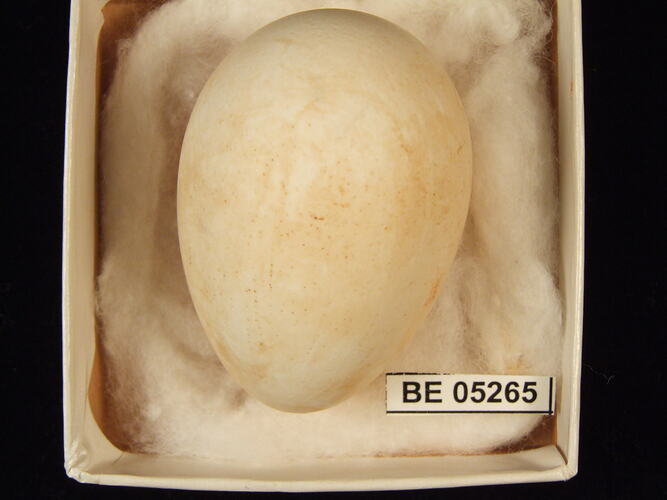 Bird egg with specimen label in box.