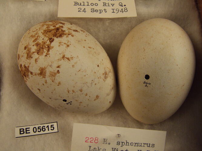 Close up of two bird eggs with specimen labels.