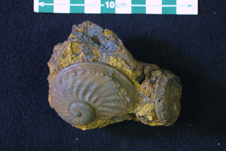 <em>Notohaliotis naevosoides</em>, fossil gastropod.  Registration no. P 314972-1.