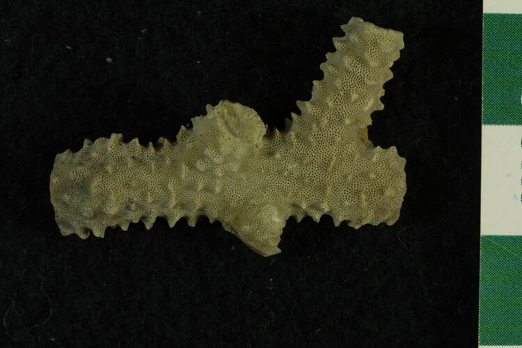 Yellow-coloured, spiny piece of fossil.