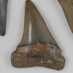 <em>Isurus hastalis</em>, broad-toothed shark, teeth. Registration no. P 161397.