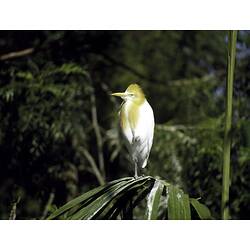 A Cattle Egret sitting on a branch with foliage in background.