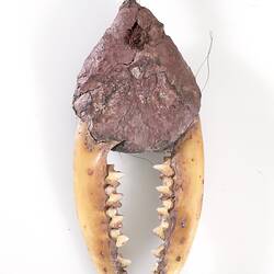 Ornament made of string and jaw bone of a small mammal.