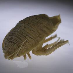 <em>Glyptonotus antarcticus</em> Eights, 1852