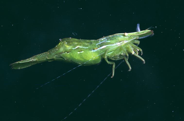 Lateral view of shrimp specimen.