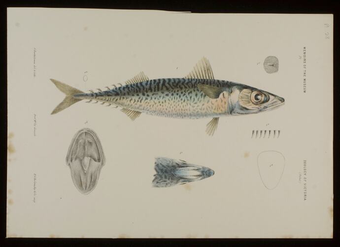 Blue Mackerel, Scomber australasicus. Proof.