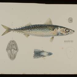 Blue Mackerel, Scomber australasicus. Proof.