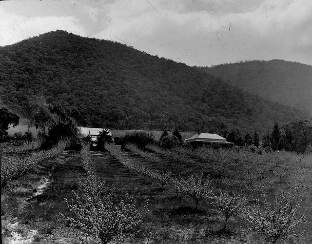 Lantern Slide - Campbell's Orchard, Pomonal, Victoria, 1908-1912. [BA 1434]