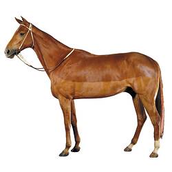 Large brown horse.