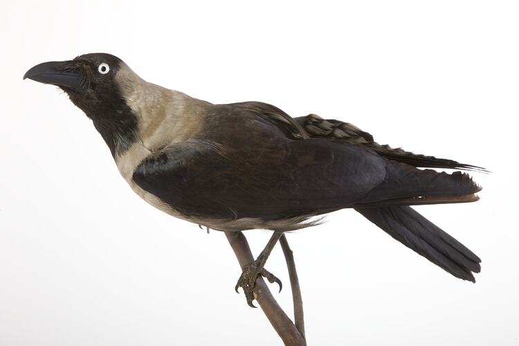 <em>Corvus splendens splendens</em>, House Crow, mount.  John Gould Collection.  Registration no. 14077.