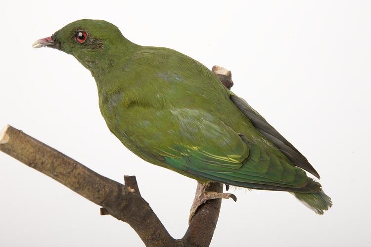 <em>Ptilinopus iozonus</em>, Orange-bellied Fruit-Dove, mount.  Registration no. 46156.