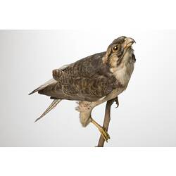 <em>Falco biarmicus biarmicus</em>, Lanner Falcon, mount.  John Gould Collection.  Registration no. 25968.