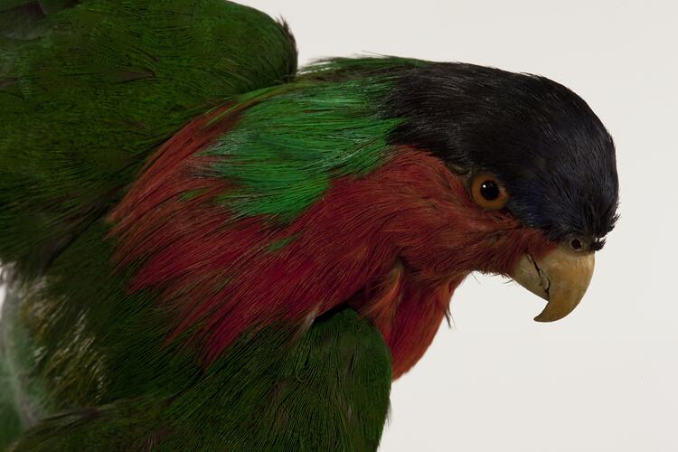 <em>Phigys solitarius</em>, Collared Lory, mount.  Registration no. 34918.