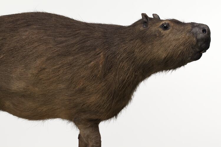 Side view of mounted Capybara specimen.