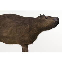 Side view of mounted Capybara specimen.