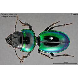 Beetle specimen, dorsal view.