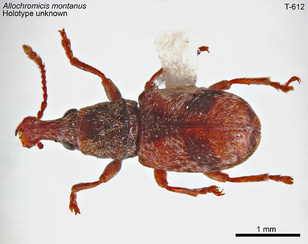 Weevil specimen, dorsal view.