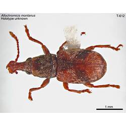 <em>Allochromicis montanus</em> Oke, 1934