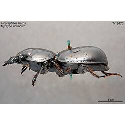 Beetle specimen, lateral view.
