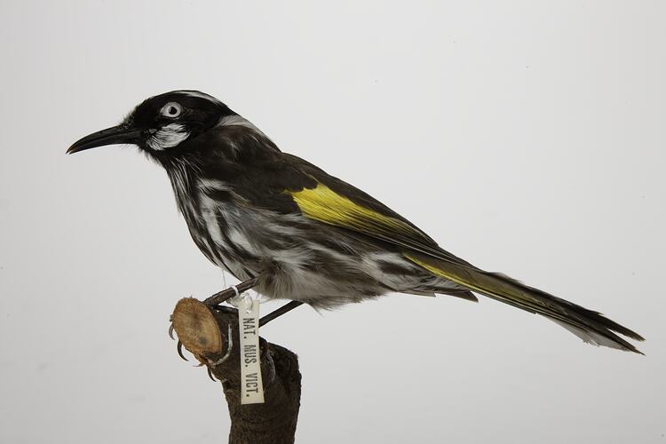 <em>Phylidonyris novaehollandiae</em>, New Holland Honeyeater, mount.  Registration no. B 21841.