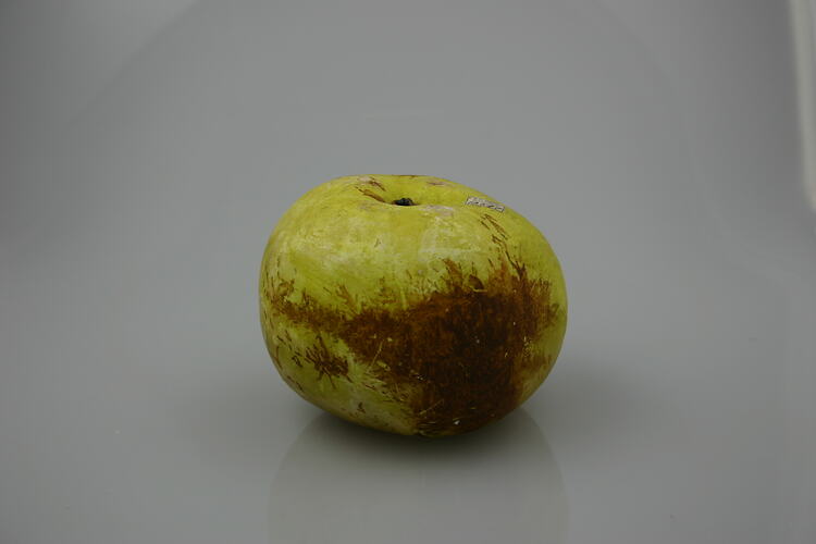 Green and brown wax model of an apple.