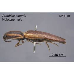 Beetle specimen, male, lateral view.