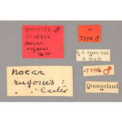 Entomology type specimen labels.