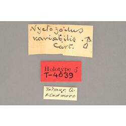 Entomology type specimen labels.