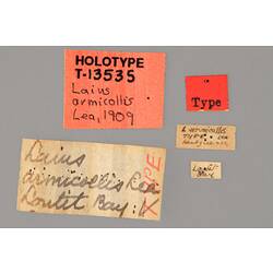 Entomology type specimen labels.