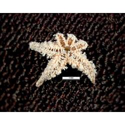 Ventral view of small seastar with scale bar.