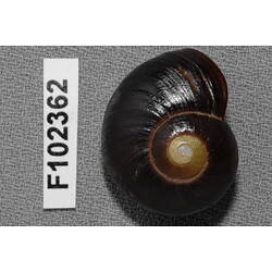 Snail shell and specimen label.