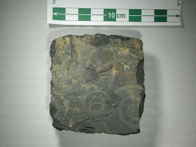 Coiled graptolite fossil on rock slab.