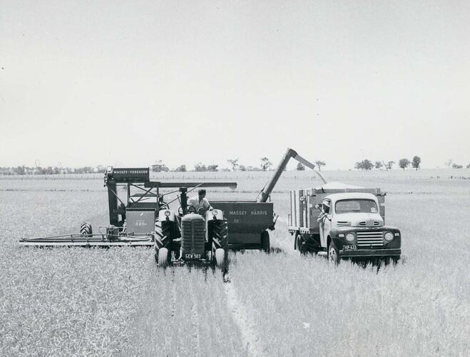 Header harvester unloading into a mobile grain bin in field.