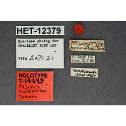 Entomology type specimen labels.