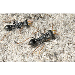 Two Jumper Ants walking across sand.