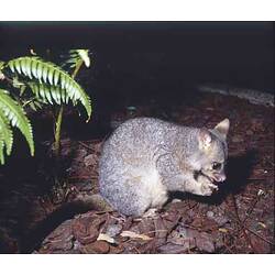 A Common Brush-tailed Possum feeding on the ground.