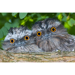Two Tawny Frogmouths cuddling behind a branch.