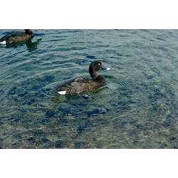 A Hardhead (duck) swimming in water.