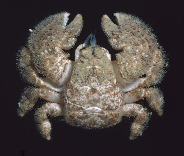 A Hairy Stone Crab photographed on a black background.